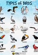 birds of a feather flock together